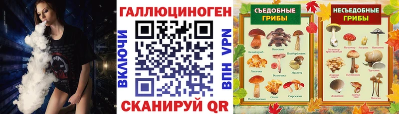 Галлюциногенные грибы Psilocybe  Щёлкино 